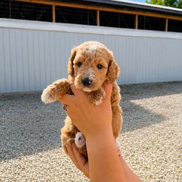 Belle - Apricot female Goldendoodle puppy in Hudson, Michigan from Haaspawz