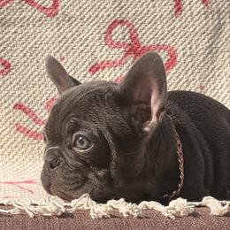 Blu - Blue female French Bulldog puppy in Plano, Illinois from Velvet Fluffy Pups