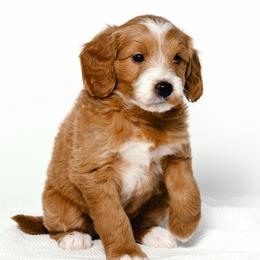 Spatasha - Red  female Goldendoodle puppy in Slc, Utah from Timp Doodles