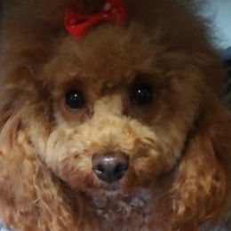 Scarlet - Poodle