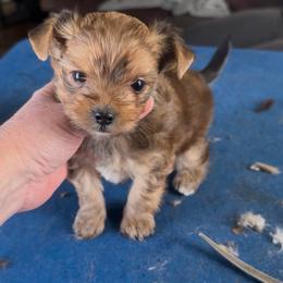 Male Sable Yorkie - Tan male Yorkshire Terrier puppy in Des Moines, Iowa from Diamond Yorkshire Terriers