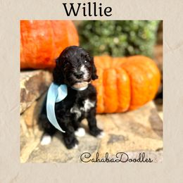 Willie - Black and chalk male Australian Labradoodle puppy in Trussville, Alabama from Cahaba Doodles