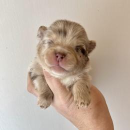 Viper - Chocolate merle male Pomeranian puppy in Inola, Oklahoma from My Bella’s Pomeranians