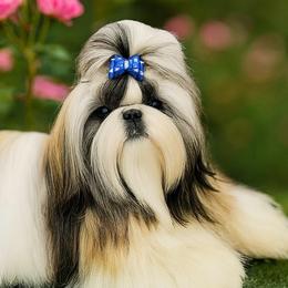 Gabriel - Shih Tzu