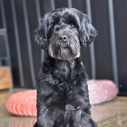 Jet - Australian Labradoodle
