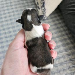 Shihpoo and Shih Tzu Puppies from The Luckie Puppy