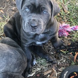 Cane Corso and Lowchen Puppies from High Royal Kennel
