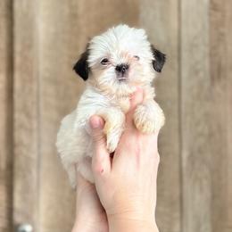 Girl 2 - Sable and white female Shih Tzu puppy in Seguin, Texas from Dolled Up Shih Tzus