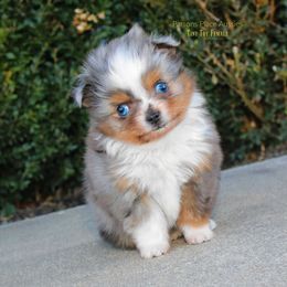 Miniature Australian Shepherd Puppies from Parsons Place Aussies