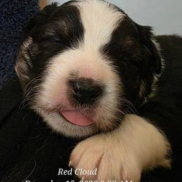 One - Black tri-color female Australian Shepherd puppy in Albany, Oregon from Red Cloud Australian Shepherds and DeGray Great Danes & Bulldogs