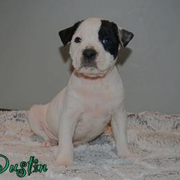 Dustin - male Alapaha Blue Blood Bulldog puppy in Walbridge, Ohio from United Alapaha Bulldogs