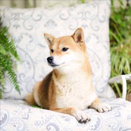 Whitney - Shiba Inu