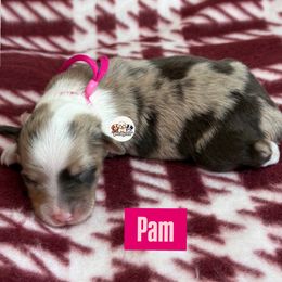 Aussiedoodle Puppies from Doodles by Dada