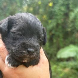Merci Mini ESA therapy lines - Black and white female Schnoodle puppy in Temple, Texas from Schnauzers Of Taylor