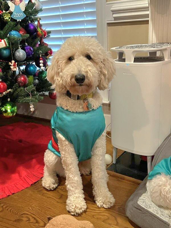 Pippi - Labradoodle