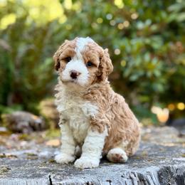 Bruno (Blue Collar) - Red male Bernedoodle puppy in Stanwood, Washington from Butter Cup Pups and Paws