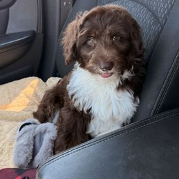 Si - Brown and white male Aussiedoodle puppy in Ohio from Holley Doodles