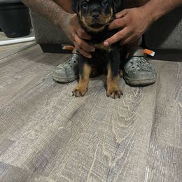 Monte Carlo Von knight enterprise - Black and mahogany Rottweiler puppy in Jeffersonville, Indiana from Rottweiler von knight enterprise