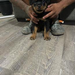 Monte Carlo Von knight enterprise - Black and mahogany Rottweiler puppy in Jeffersonville, Indiana from Rottweiler von knight enterprise