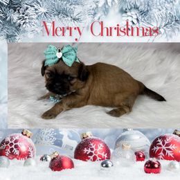 Porsche - Liver female Shih Tzu puppy in Columbia, Kentucky from Lisa Bandy Shih Tzu