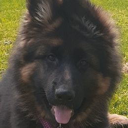 German Shepherd Puppies from Flussufer German Shepherds