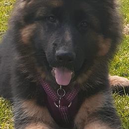 German Shepherd Puppies from Flussufer German Shepherds