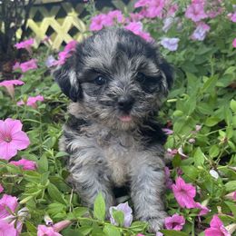 Ozzy - Merle male Maltipoo puppy in Lebanon, Kentucky from Mosaic Merle Doodles