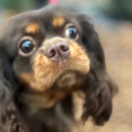 Cavalier King Charles Spaniels from Green Acres Nextgen