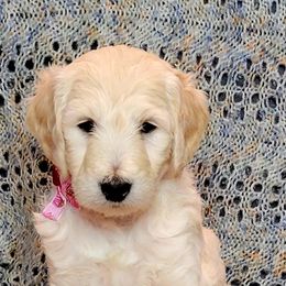Goldendoodle Puppies from Sancass'd Goldendoodles