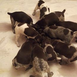 German Shorthaired Pointer Puppies from Shining Star GSP's