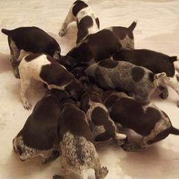 German Shorthaired Pointer Puppies from Shining Star GSP's