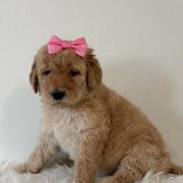 Sugar - Apricot female Goldendoodle puppy in Fairmount, Georgia from Muscadine Meadows Farm