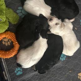 Miniature Schnauzer Puppies from Chambers Schnauzers