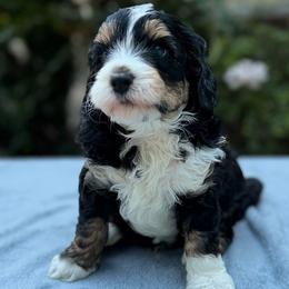 Pacific - Tri-color male Bernedoodle puppy in Russellville, Arkansas from Crossgate Doodles