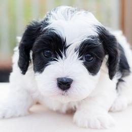 Bandit - Black and white male Cavapoo puppy in Tucson, Arizona from Ever After Doodles Arizona
