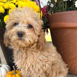 Gigi - Apricot female Cavapoo puppy in Bozrah, Connecticut from Cedar Creek Farms