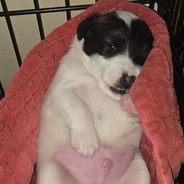 Mac - Tri color male 2 - White black and tan male Smooth Fox Terrier puppy in Lake City, Florida from Providence Kennels