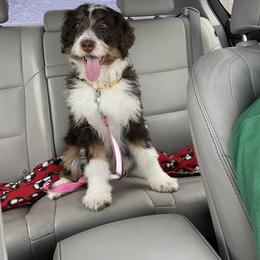 Aussiedoodle, Australian Shepherd, and Goldendoodle Puppies from Junipersdoodles