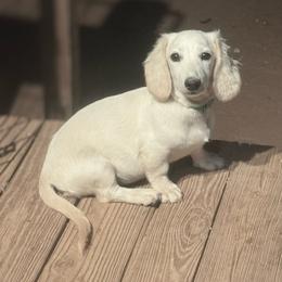 Edgar - Dachshund