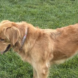 Golden Retrievers from Sun Ridge Goldens