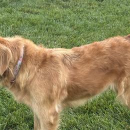 Golden Retrievers from Sun Ridge Goldens