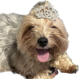 Miss America - Yorkshire Terrier