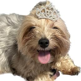 Miss America - Yorkshire Terrier