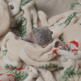 Edward - Blue male French Bulldog puppy in Austin, Texas from ourfrenchies2yours