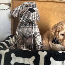 Poodle Puppies from Carol's Poodles