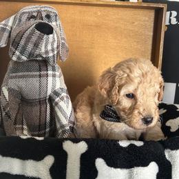 Poodle Puppies from Carol's Poodles