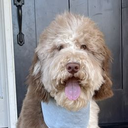 Murphy - Goldendoodle