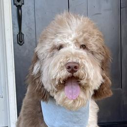 Murphy - Goldendoodle