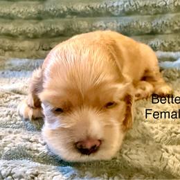 Bette - Buff female Cocker Spaniel puppy in Sumter, South Carolina from Cocker Eclipse In Home Kennel