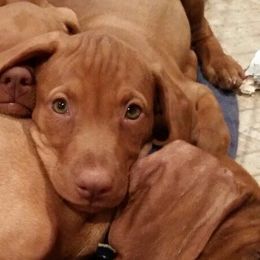 Vizslas from Bravo! Vizslas